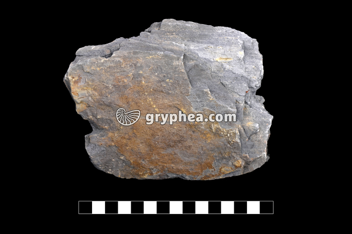 Schiste ardoisier - échantillon - gryphea.com